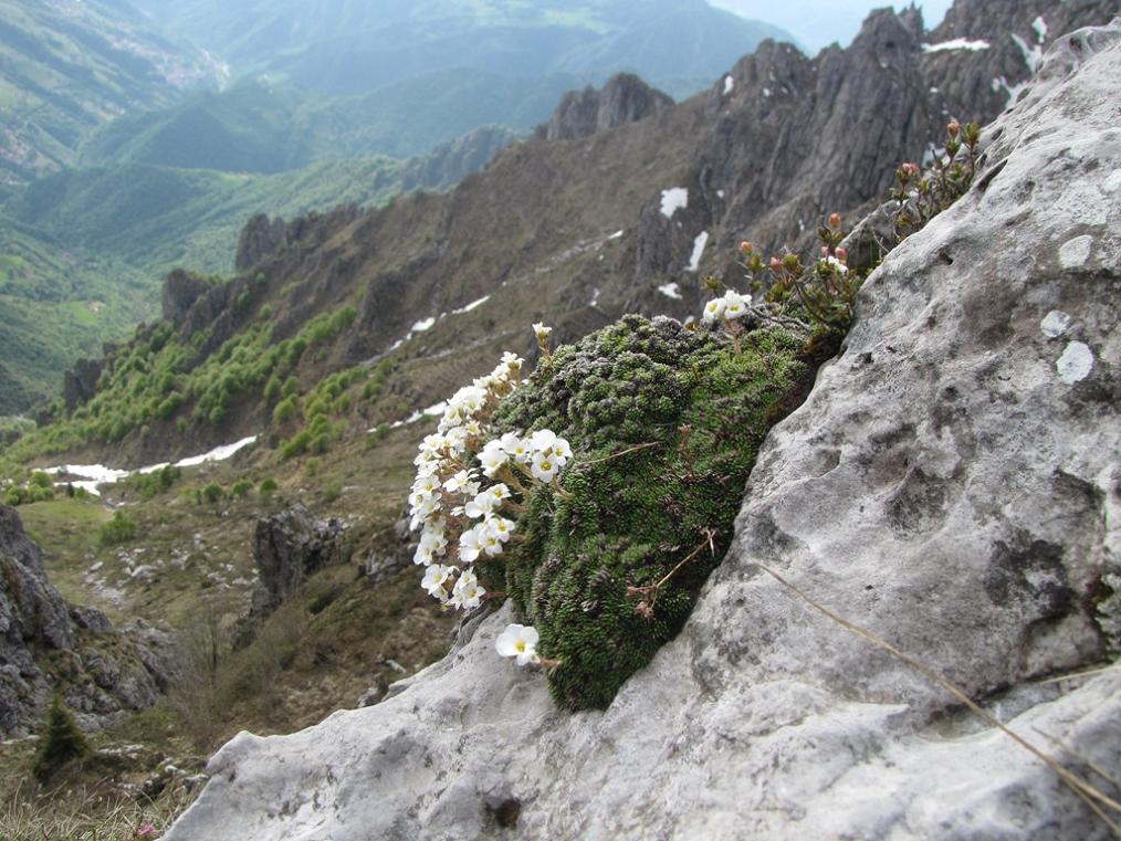 Saxifraga vandellii / Sassifraga di Vandelli